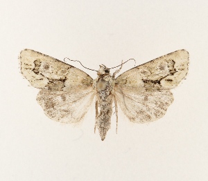  ( - BGE_00257_D12)  @11 [ ] Copyright (2025) Leif Aarvik University of Oslo, Natural History Museum