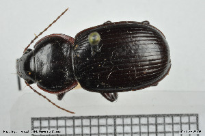  (Zabrus gravis - BGE_00258_D10)  @11 [ ] Creative Commons  Attribution Non-Commercial Share-Alike (2024) NTNU University Museum, Department of Natural History NTNU University Museum, Department of Natural History