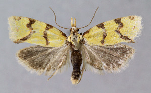  ( - BGE_00269_B03)  @11 [ ] CreativeCommons - Attribution Non-Commercial Share-Alike (2025) Kai Berggren NTNU University Museum, Department of Natural History