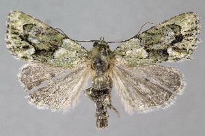  (Cryphia omalosi - BGE_00269_G07)  @11 [ ] Creative Commons  Attribution Non-Commercial Share-Alike (2024) Kai Berggren NTNU University Museum, Department of Natural History