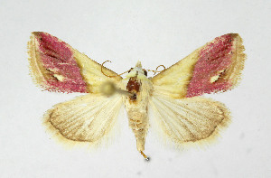  (Eublemma cochyliodes - BGE_00257_C05)  @11 [ ] Creative Commons  Attribution Non-Commercial Share-Alike (2025) Kai Berggren NTNU University Museum, Department of Natural History