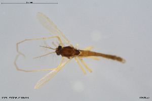  ( - BGE_00234_G03)  @11 [ ] Creative Commons  Attribution Non-Commercial Share-Alike (2023) NTNU University Museum, Department of Natural History NTNU University Museum, Department of Natural History