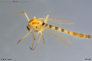  ( - BGE_00234_H04)  @11 [ ] Creative Commons  Attribution Non-Commercial Share-Alike (2023) NTNU University Museum, Department of Natural History NTNU University Museum, Department of Natural History