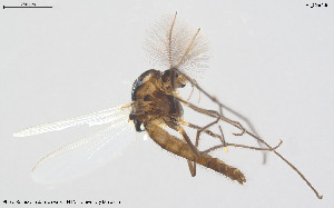  (Rheocricotopus sp. 4ES - BGE_00233_D04)  @11 [ ] Creative Commons  Attribution Non-Commercial Share-Alike (2023) NTNU University Museum, Department of Natural History NTNU University Museum, Department of Natural History