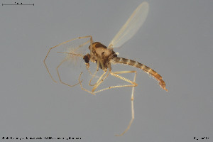  (Tanytarsus triangularis - BGE_00233_D06)  @11 [ ] Creative Commons  Attribution Non-Commercial Share-Alike (2023) NTNU University Museum, Department of Natural History NTNU University Museum, Department of Natural History