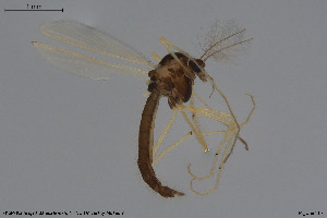  ( - BGE_00233_E02)  @11 [ ] Creative Commons  Attribution Non-Commercial Share-Alike (2023) NTNU University Museum, Department of Natural History NTNU University Museum, Department of Natural History