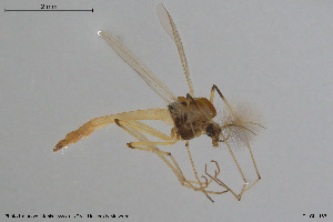  (Microtendipes sp. 3ES - BGE_00233_H04)  @11 [ ] Creative Commons  Attribution Non-Commercial Share-Alike (2023) NTNU University Museum, Department of Natural History NTNU University Museum, Department of Natural History