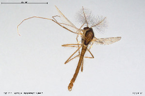  ( - BGE_00260_D08)  @11 [ ] Creative Commons  Attribution Non-Commercial Share-Alike (2024) NTNU University Museum, Department of Natural History NTNU University Museum, Department of Natural History