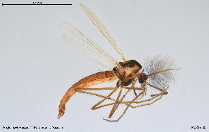  ( - BGE_00260_H01)  @11 [ ] Creative Commons  Attribution Non-Commercial Share-Alike (2024) NTNU University Museum, Department of Natural History NTNU University Museum, Department of Natural History