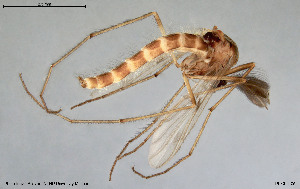  ( - BGE_00259_E12)  @11 [ ] Creative Commons  Attribution Non-Commercial Share-Alike (2024) NTNU University Museum, Department of Natural History NTNU University Museum, Department of Natural History