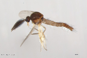  (Forcipomyia psilonota - BGE_00244_F07)  @11 [ ] Creative Commons  Attribution Non-Commercial Share-Alike (2024) NTNU University Museum, Department of Natural History NTNU University Museum, Department of Natural History