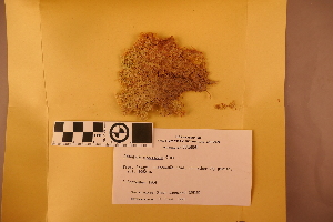  (Sphagnum incommodum - BGE_00811_H03)  @11 [ ] Creative Commons  Attribution Non-Commercial Share-Alike (2024) NTNU University Museum, Department of Natural History NTNU University Museum, Department of Natural History