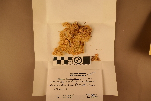  (Sphagnum sitchense - BGE_00811_H05)  @11 [ ] Creative Commons  Attribution Non-Commercial Share-Alike (2024) NTNU University Museum, Department of Natural History NTNU University Museum, Department of Natural History