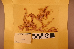  (Sphagnum obtusiusculum - BGE_00811_H07)  @11 [ ] Creative Commons  Attribution Non-Commercial Share-Alike (2024) NTNU University Museum, Department of Natural History NTNU University Museum, Department of Natural History