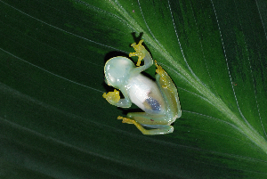  ( - AJC 1755)  @11 [ ] CreativeCommons - Attribution Non-Commercial Share-Alike (2007) Andrew J. Crawford Smithsonian Tropical Research Institute