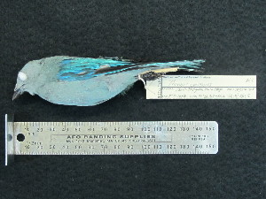  ( - MJM 7154)  @13 [ ] CreativeCommons - Attribution Non-Commercial (2012) Matthew J. MIller Smithsonian Tropical Research Institute