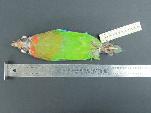  ( - MJM 7168)  @12 [ ] CreativeCommons - Attribution Non-Commercial (2012) Matthew J. MIller Smithsonian Tropical Research Institute