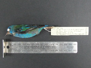  (Dacnis - MJM 7436)  @13 [ ] CreativeCommons - Attribution Non-Commercial (2012) Matthew J. MIller Smithsonian Tropical Research Institute