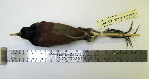  (Jacana spinosa - MJM 7661)  @13 [ ] CreativeCommons - Attribution Non-Commercial (2012) Matthew J. MIller Smithsonian Tropical Research Institute