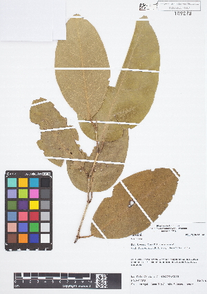  (Coccoloba - IAvH - JAC2172)  @11 [ ] Copyright (2015) Instituto de Investigacion Alexander von Humboldt (IAvH) Instituto de Investigacion Alexander von Humboldt (IAvH)