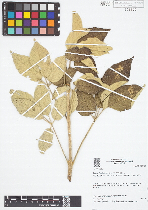  (Handroanthus chrysanthus - IAvH - JAC2180)  @11 [ ] Copyright (2015) Instituto de Investigacion Alexander von Humboldt (IAvH) Instituto de Investigacion Alexander von Humboldt (IAvH)
