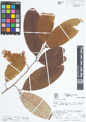 (Erythroxylum macrophyllum - IAvH - RG2369)  @11 [ ] Copyright (2015) Instituto de Investigacion Alexander von Humboldt (IAvH) Instituto de Investigacion Alexander von Humboldt (IAvH)