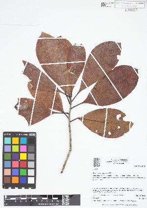  (Elaeoluma - IAvH - RG2392)  @11 [ ] Copyright (2015) Instituto de Investigacion Alexander von Humboldt (IAvH) Instituto de Investigacion Alexander von Humboldt (IAvH)