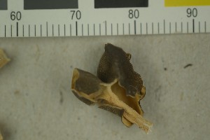  (Helvella carnosa - BGE_00349_H09)  @11 [ ] by-nc-sa (2025) Unspecified University of Oslo, Natural History Museum
