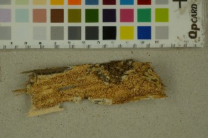  (Mycoacia aurea - BGE_000351_A03)  @11 [ ] by-nc-sa (2025) Unspecified University of Oslo, Natural History Museum