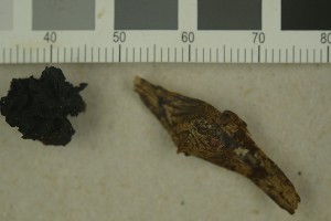  (Phaeotremella fimbriata - BGE_00349_D02)  @11 [ ] by-nc-sa (2025) Unspecified University of Oslo, Natural History Museum