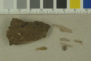  (Myxarium evanidum - BGE_00349_D03)  @11 [ ] by-nc-sa (2025) Unspecified University of Oslo, Natural History Museum