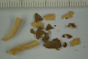  (Helvella fistulosa - BGE_00349_H07)  @11 [ ] by-nc-sa (2025) Unspecified University of Oslo, Natural History Museum
