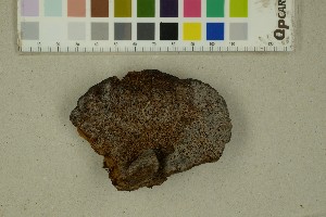  (Tulasnella pinicola - BGE_000351_E10)  @11 [ ] by-nc-sa (2025) Unspecified University of Oslo, Natural History Museum