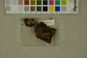  (Scutellinia erinaceus - BGE_000351_G02)  @11 [ ] by-nc-sa (2025) Unspecified University of Oslo, Natural History Museum