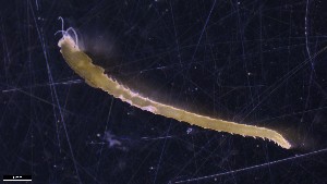  ( - BGE_00346_C06)  @11 [ ] by-nc-sa (2024) Unspecified University of Oslo, Natural History Museum