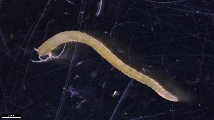  ( - BGE_00346_C07)  @11 [ ] by-nc-sa (2024) Unspecified University of Oslo, Natural History Museum