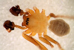 (Lepthyphantes centromeroides - BGE_00359_A11)  @11 [ ] by-nc-sa (2025) Unspecified University Museum of Bergen