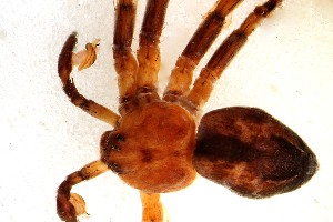  (Philodromus splendens - BGE_00359_B12)  @11 [ ] by-nc-sa (2025) Unspecified University Museum of Bergen