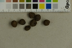  (Elaphomyces - BGE_00349_G09)  @11 [ ] by-nc-sa (2025) Unspecified University of Oslo, Natural History Museum
