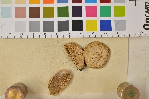  (Lycoperdon norvegicum - BGE_00349_D07)  @11 [ ] by-nc-sa (2025) Unspecified University of Oslo, Natural History Museum