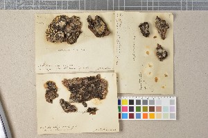  (Spheconisca - BGE_00350_F07)  @11 [ ] by-nc-sa (2025) Unspecified University of Oslo, Natural History Museum