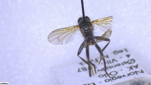  ( - NHMO-ENT-252957)  @11 [ ] by-nc-sa (2023) Unspecified University of Oslo, Natural History Museum