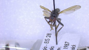 ( - NHMO-ENT-252957)  @11 [ ] by-nc-sa (2023) Unspecified University of Oslo, Natural History Museum