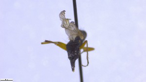  ( - NHMO-ENT-52590)  @11 [ ] by-nc-sa (2023) Unspecified University of Oslo, Natural History Museum