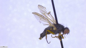  ( - NHMO-ENT-52590)  @11 [ ] by-nc-sa (2023) Unspecified University of Oslo, Natural History Museum