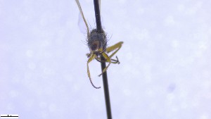  ( - NHMO-ENT-52591)  @11 [ ] by-nc-sa (2023) Unspecified University of Oslo, Natural History Museum
