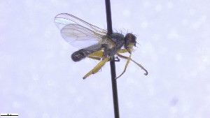  ( - NHMO-ENT-52591)  @11 [ ] by-nc-sa (2023) Unspecified University of Oslo, Natural History Museum