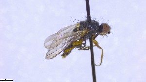  ( - NHMO-ENT-52592)  @11 [ ] by-nc-sa (2023) Unspecified University of Oslo, Natural History Museum