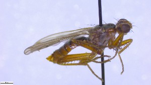  (Norellia spinipes - NHMO-ENT-443084)  @11 [ ] by-nc-sa (2023) Unspecified University of Oslo, Natural History Museum