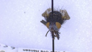  ( - NHMO-ENT-22320)  @11 [ ] by-nc-sa (2023) Unspecified University of Oslo, Natural History Museum